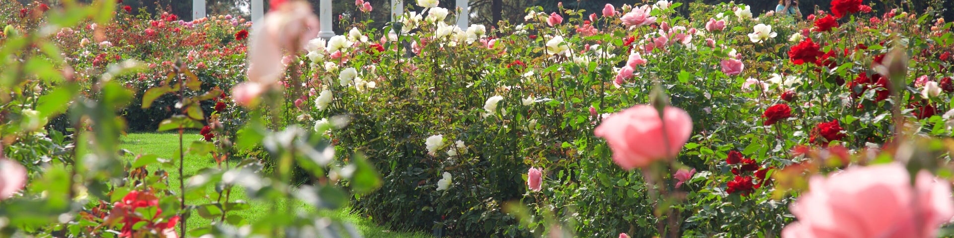 Manito Park which includes a park and flowers