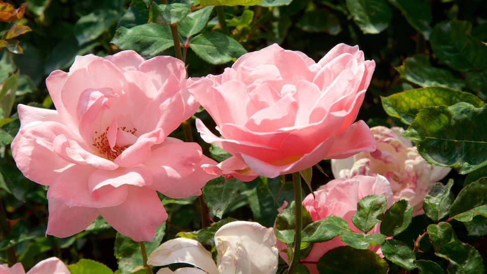 Pink roses in full bloom amidst green foliage.