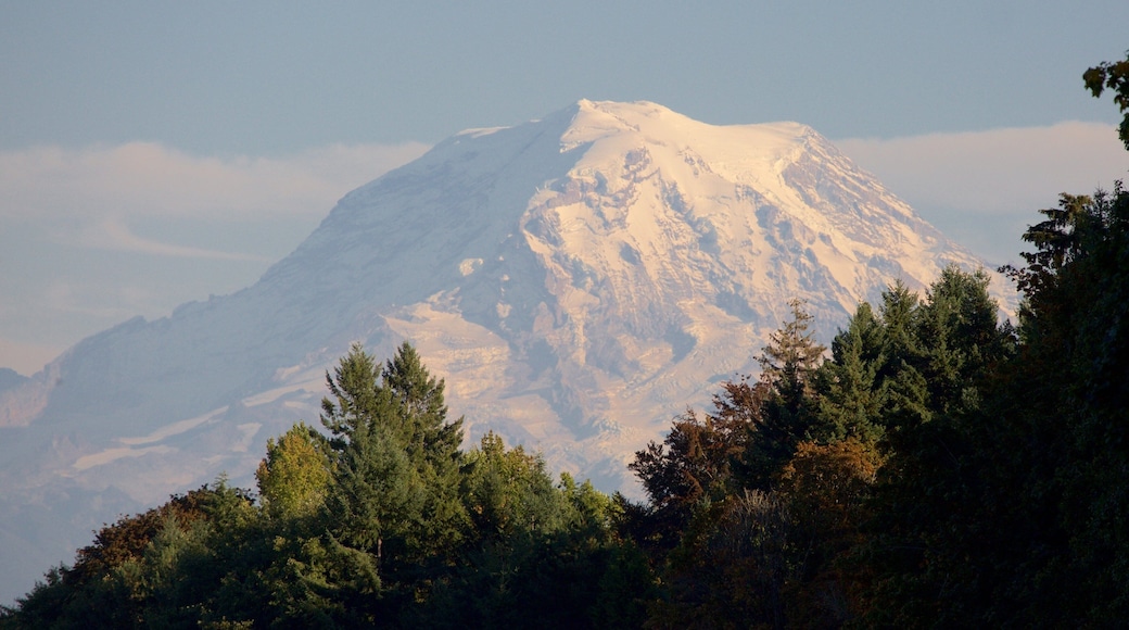 Point Defiance Park showing mountains and forest scenes