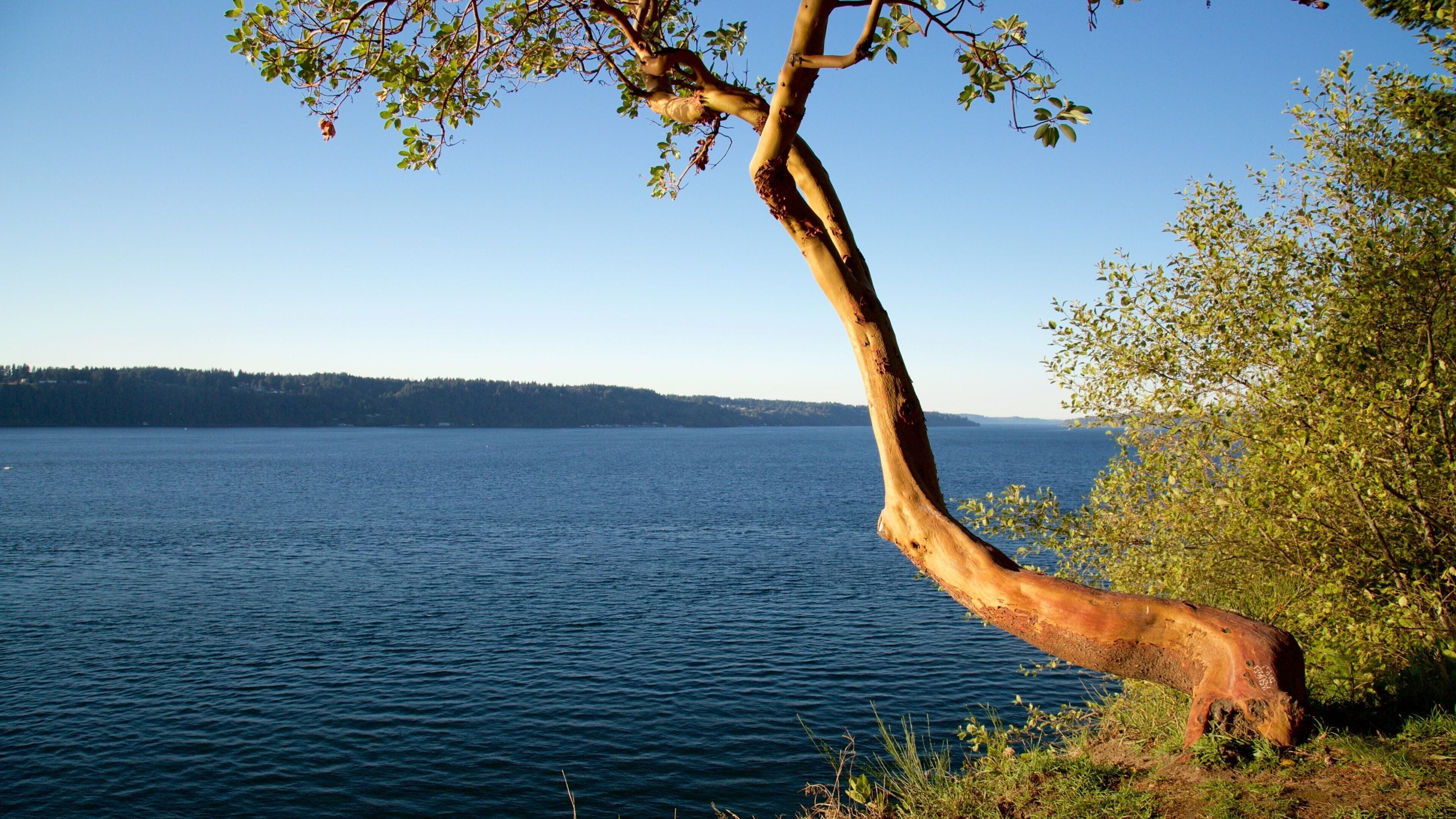 A tree by a lake with a clear sky.