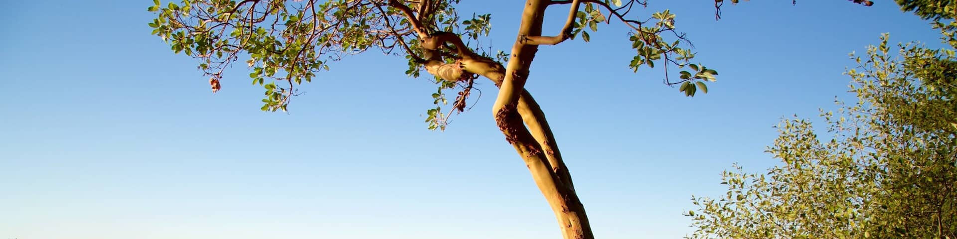 Un arbre au bord d’un lac, sous un ciel dégagé.
