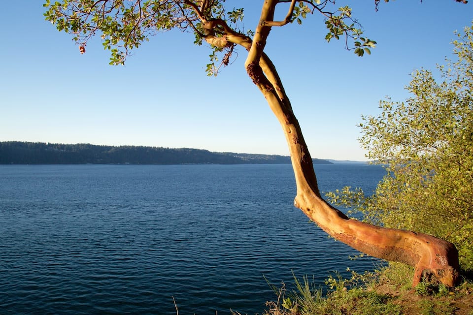 A tree by a lake with a clear sky.