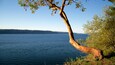 A tree by a lake with a clear sky.