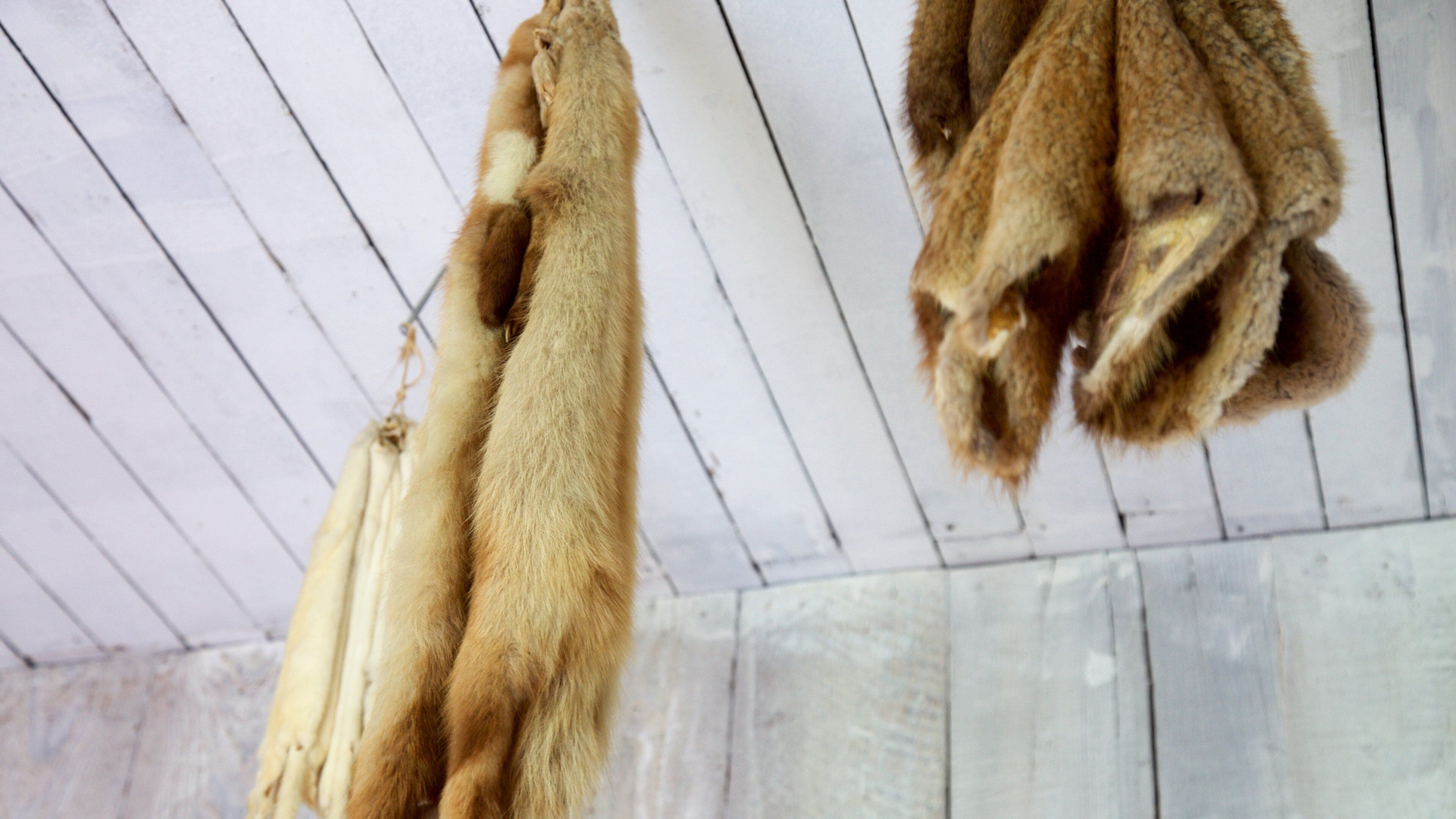 Fort Nisqually Living History Museum which includes interior views
