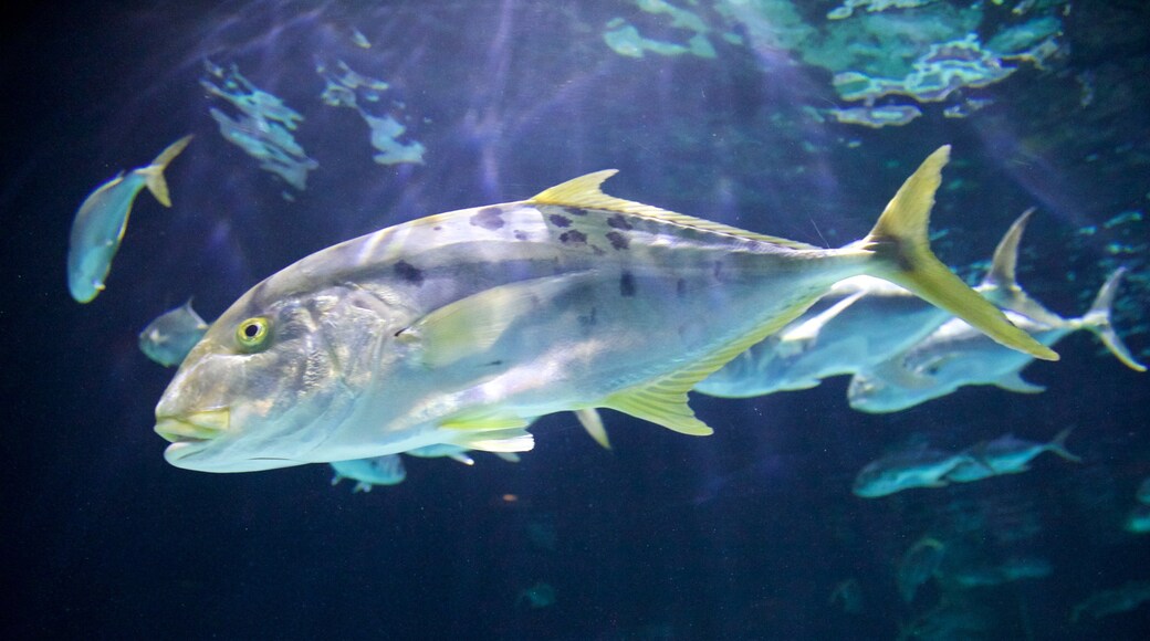 포인트디파이언스 동물원 및 아쿠아리움 이 포함 해양 생물
