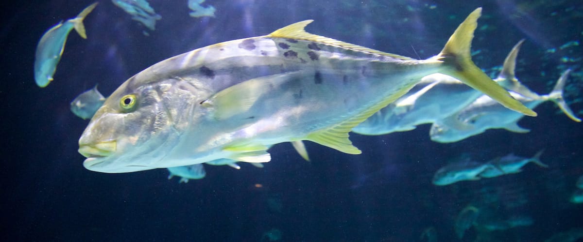 Point Defiance Zoo and Aquarium showing marine life