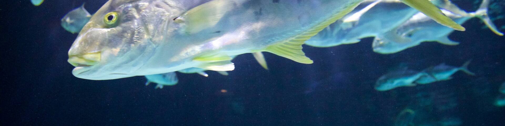 ポイント デファイアンス動物園と水族館 表示 海洋生物