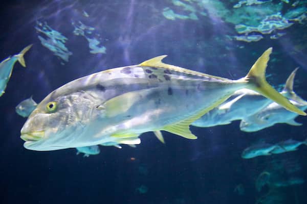 Point Defiance Zoo and Aquarium mit einem Meeresbewohner