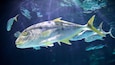 A large fish with a yellow tail swimming in clear water.