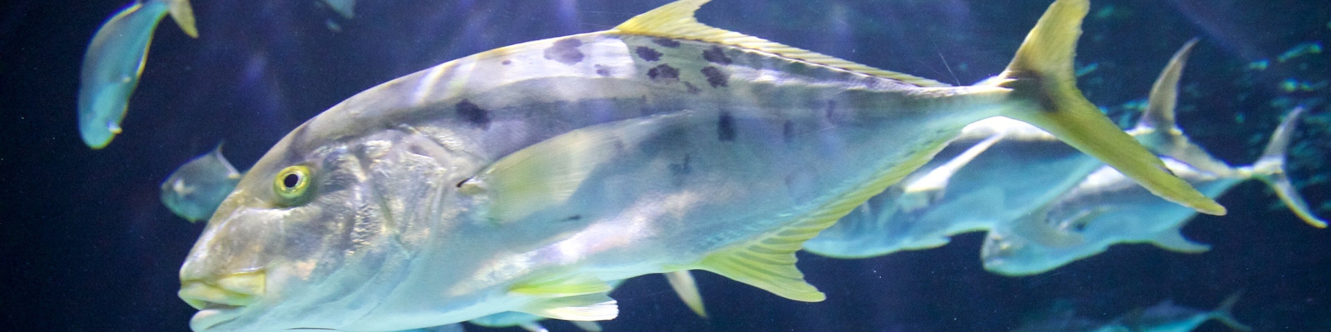 Point Defiance Zoo and Aquarium que incluye vida marina