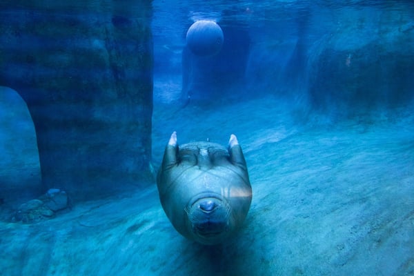 Point Defiance Zoo and Aquarium which includes marine life