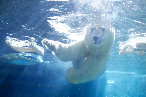 A polar bear swimming underwater in a clear blue pool.