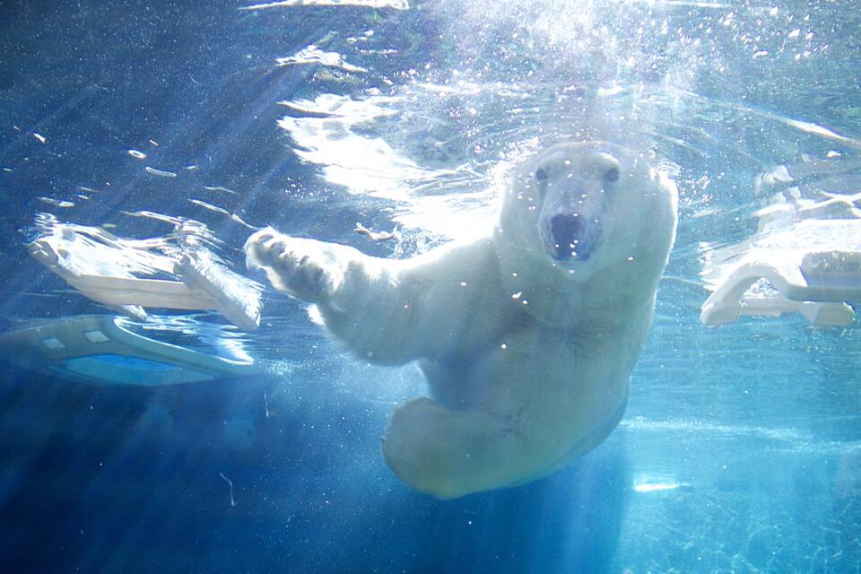 A polar bear swimming underwater in a clear blue pool.