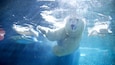 ポイント デファイアンス動物園と水族館