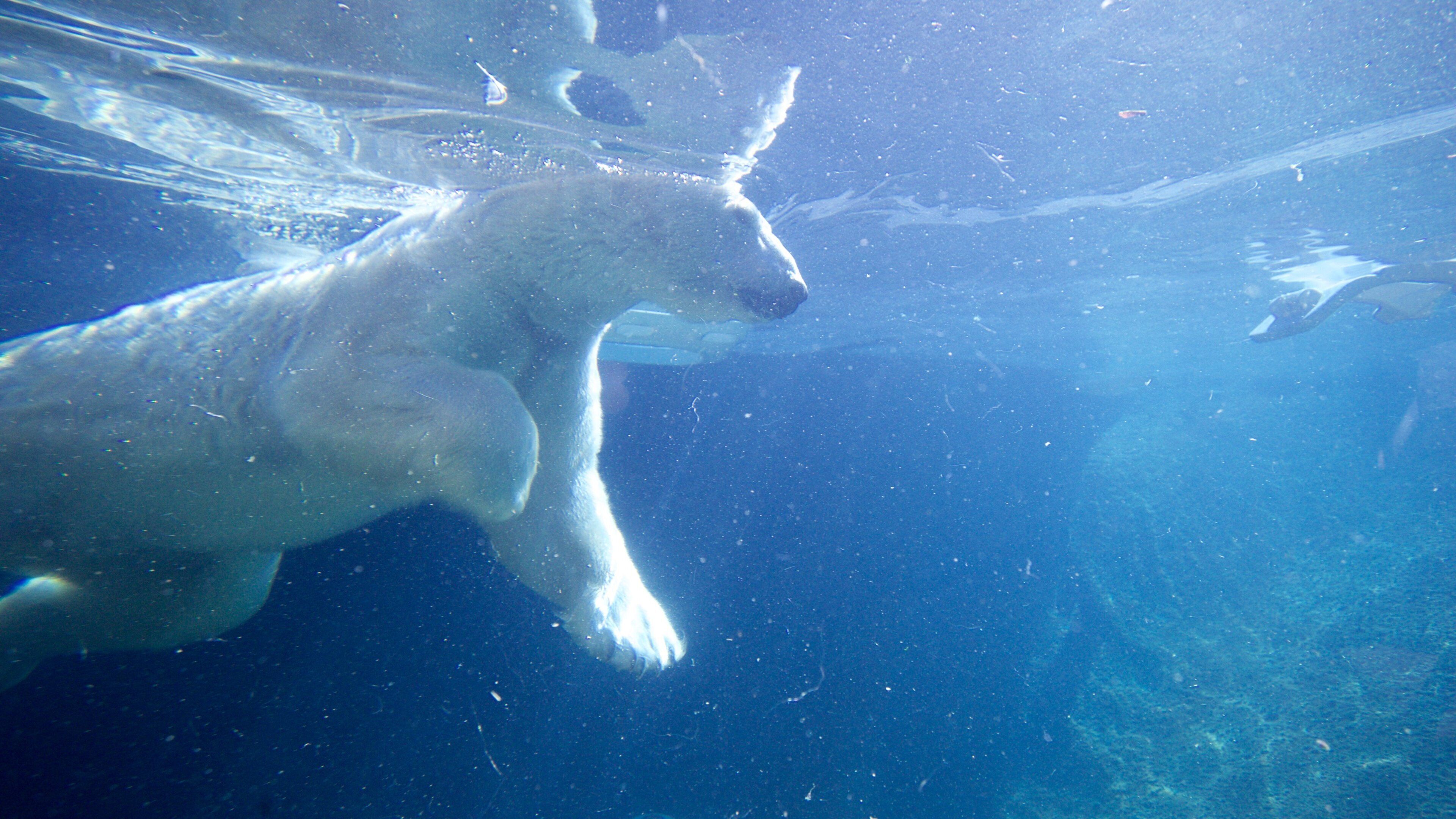 Point Defiance Zoo and Aquarium which includes marine life