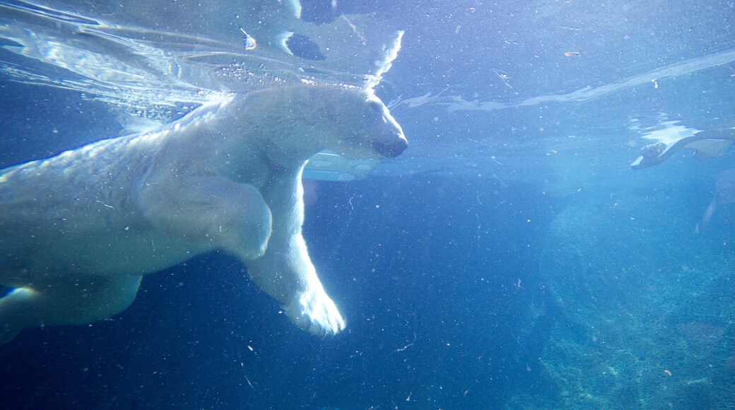포인트디파이언스 동물원 및 아쿠아리움 을 보여주는 해양 생물