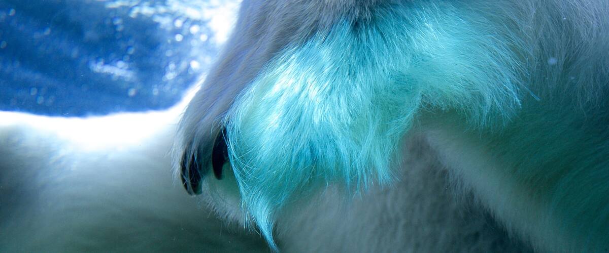 Point Defiance Zoo and Aquarium caracterizando vida marinha