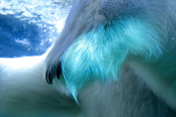 Point Defiance Zoo and Aquarium caracterizando vida marinha