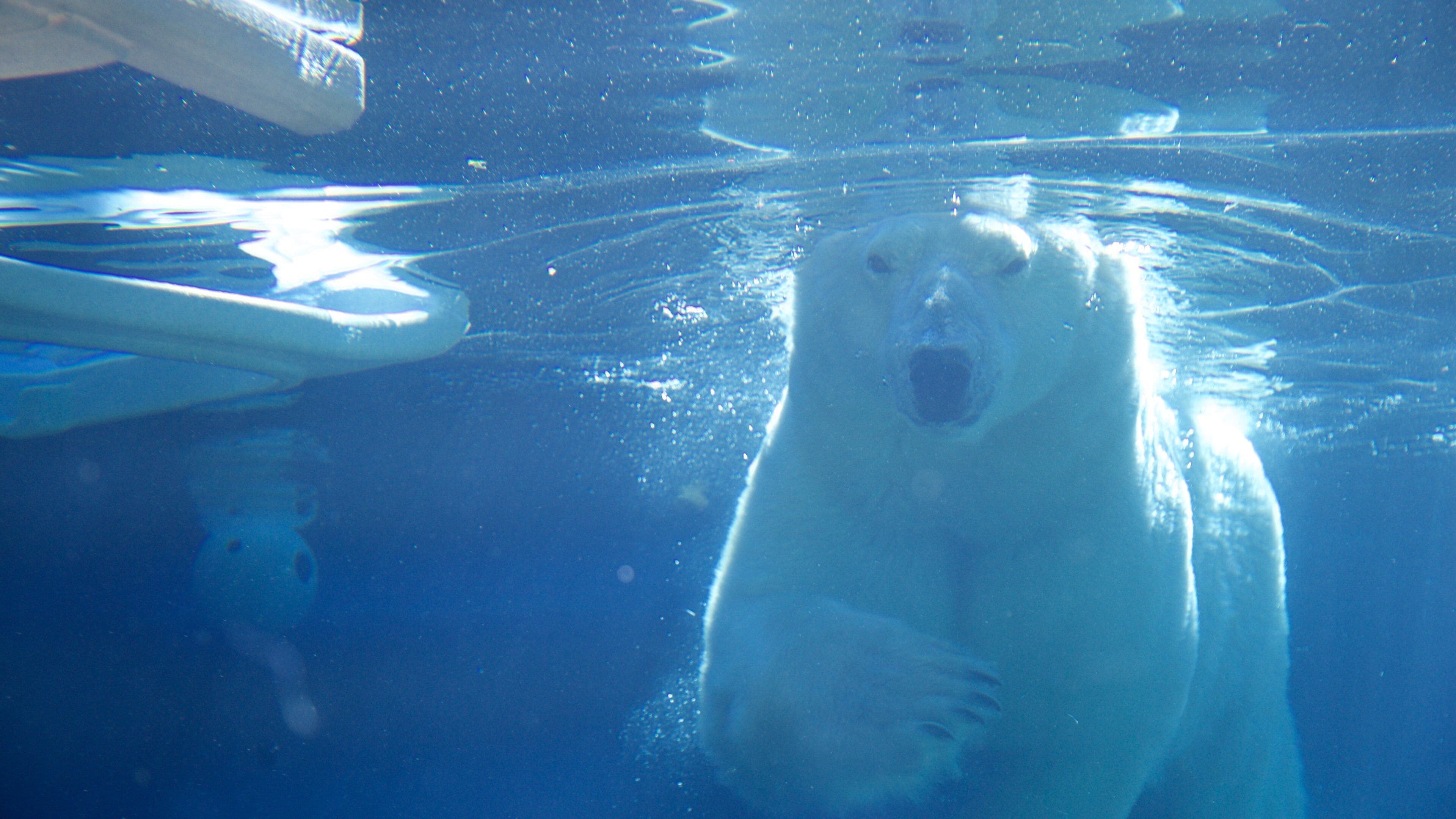 Un oso polar nada en una tanque de agua azul cristalina.