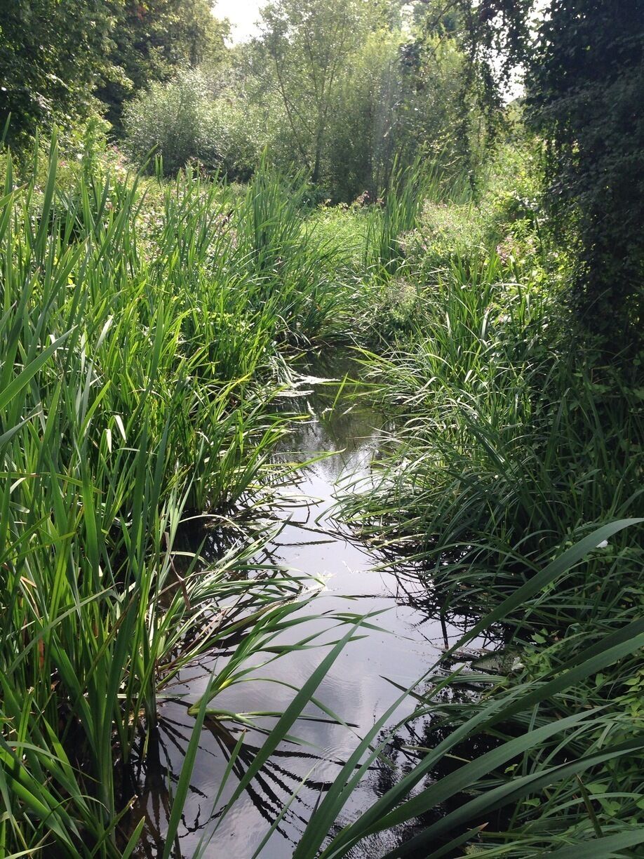 A lovely little stream full of wild life in the middle of some cricket fields . 