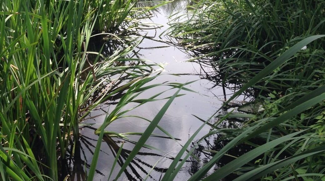 A lovely little stream full of wild life in the middle of some cricket fields .