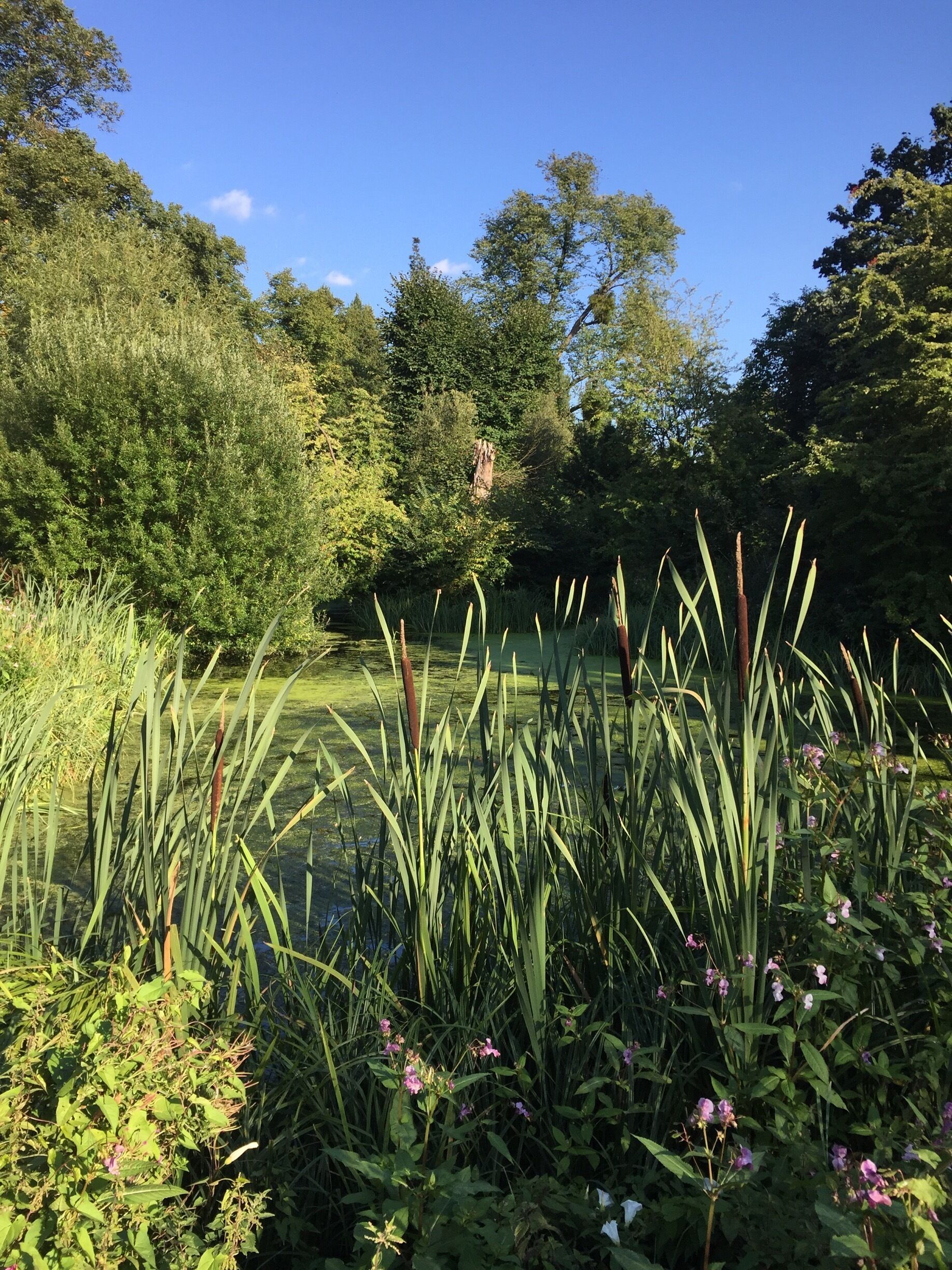 The pond at eton college ,, very green from the wet summer we have had in the UK . 