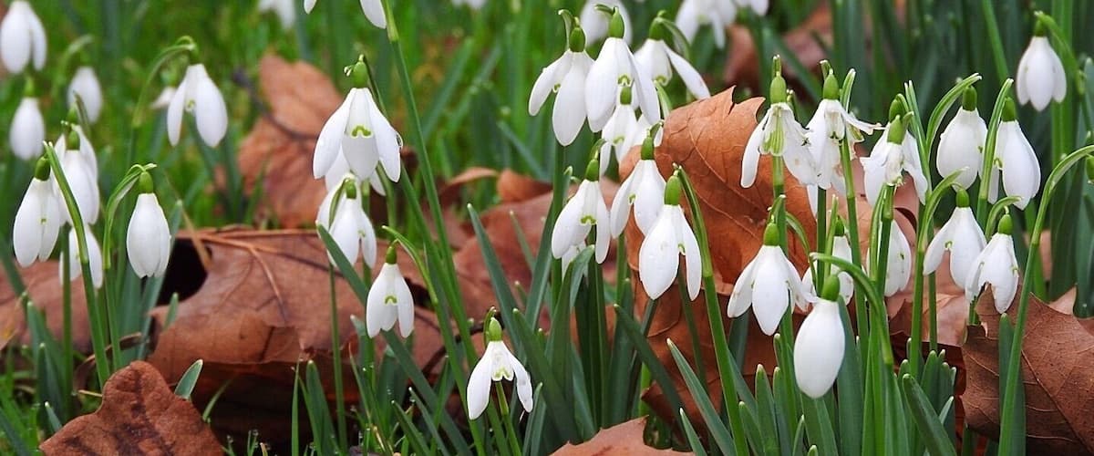 Snowdrops at Welford Park, where the Great British Bake Off is filmed. February 2020