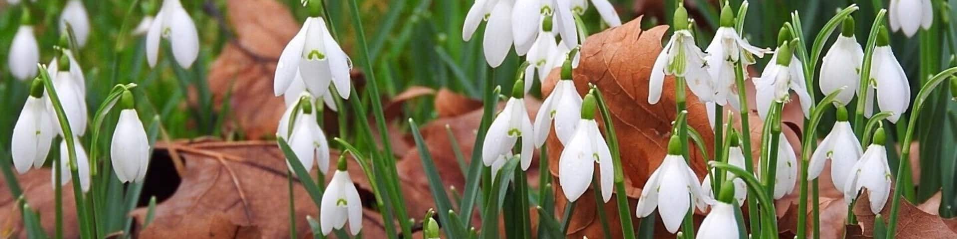 Snowdrops at Welford Park, where the Great British Bake Off is filmed. February 2020