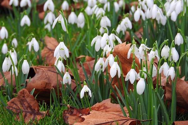 Snowdrops at Welford Park, where the Great British Bake Off is filmed. February 2020