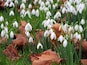 Snowdrops at Welford Park, where the Great British Bake Off is filmed. February 2020