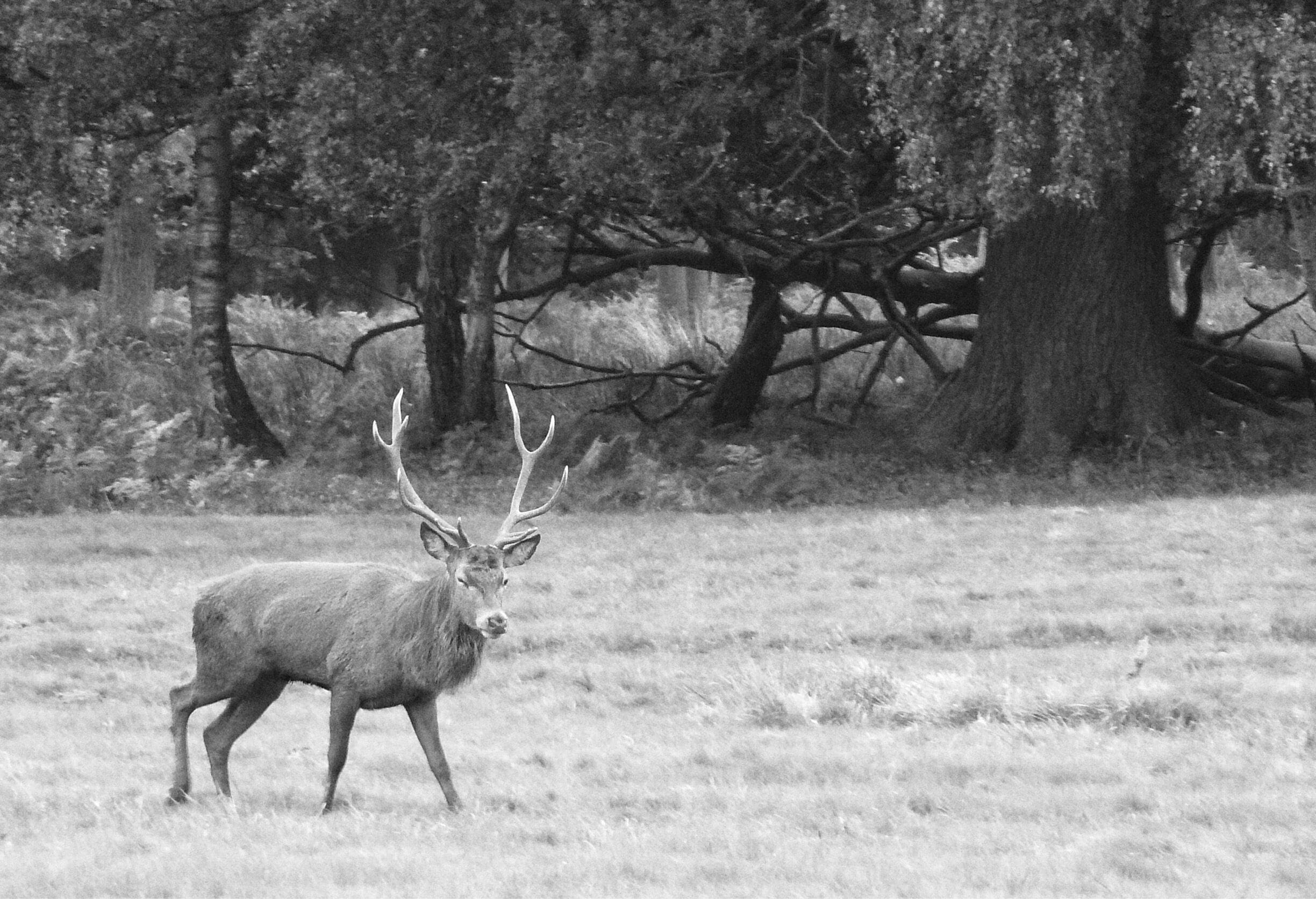 This stag wandered from the trees, across the grass and then over the path between the public, with not a care in the world.  He did pause a few times for photos though which was very obliging of him!