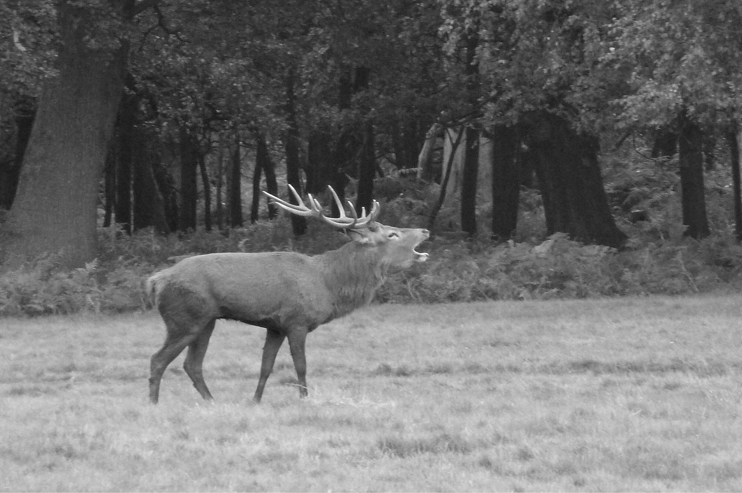 One of 2 stags seen during a walk through the Deer park within Windsor Great Park.
