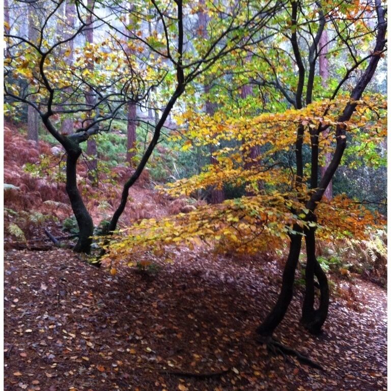 Autumn Woodland - Lickey Hills