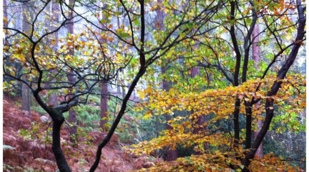 Autumn Woodland - Lickey Hills