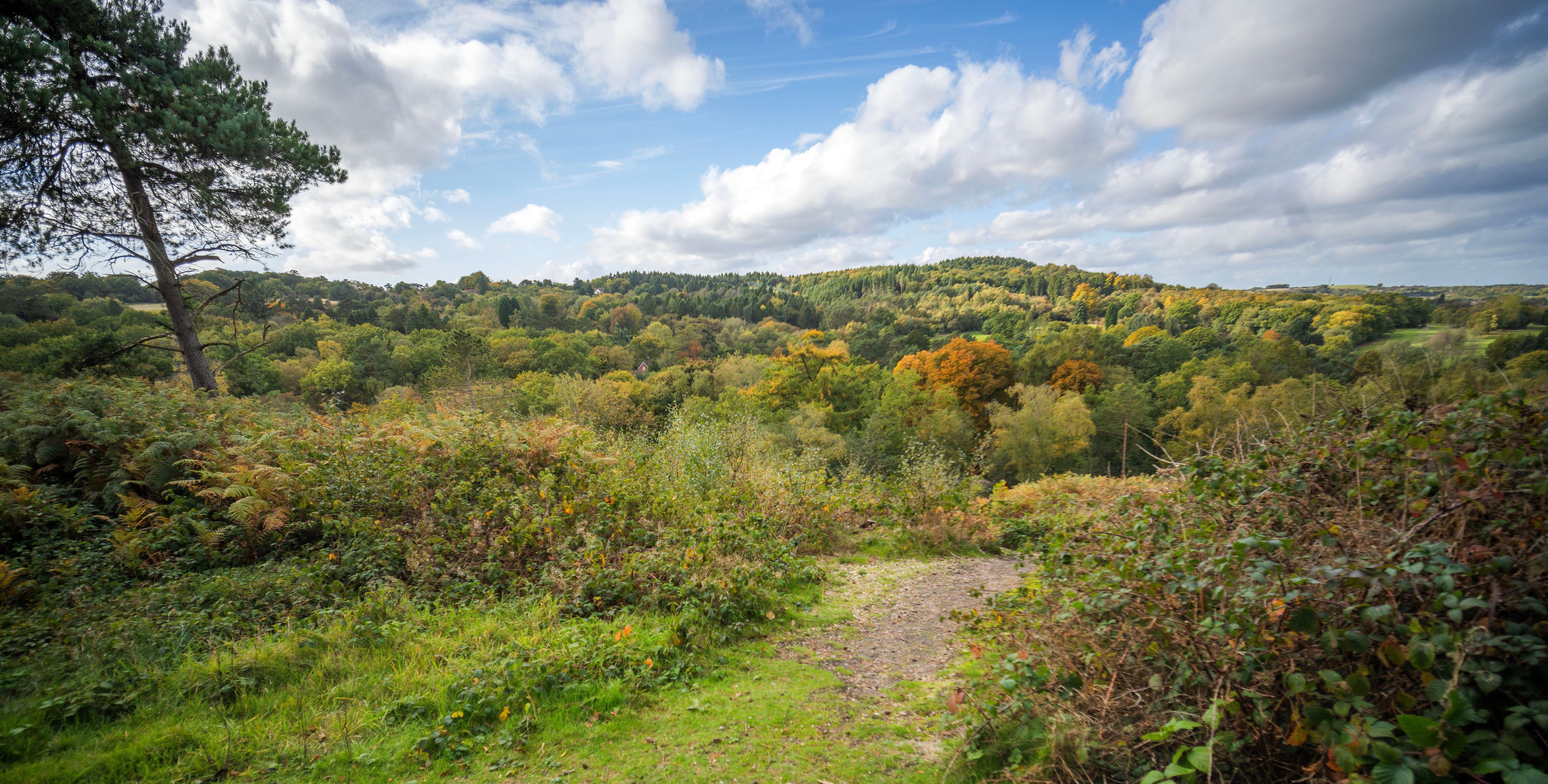 A forested landscape with a dirt path, dense greenery, and a hill in the background.