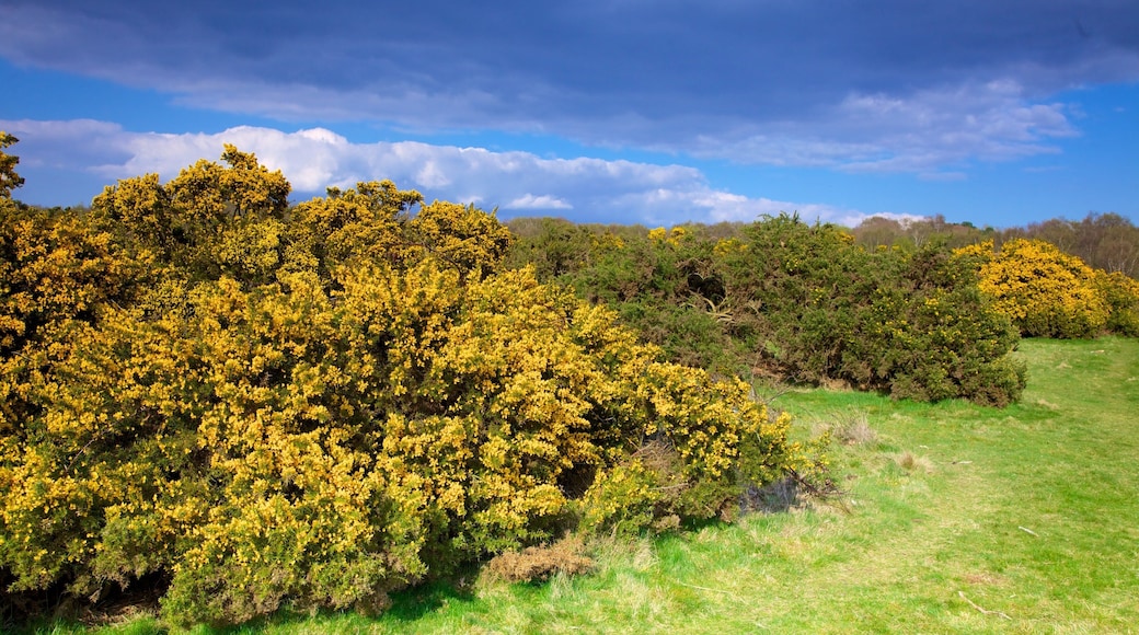 Sutton Park which includes forest scenes