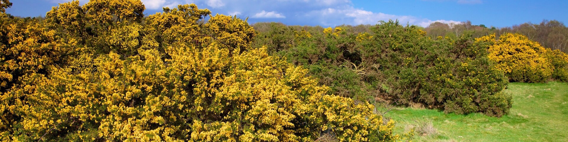 Sutton Park que incluye imágenes de bosques