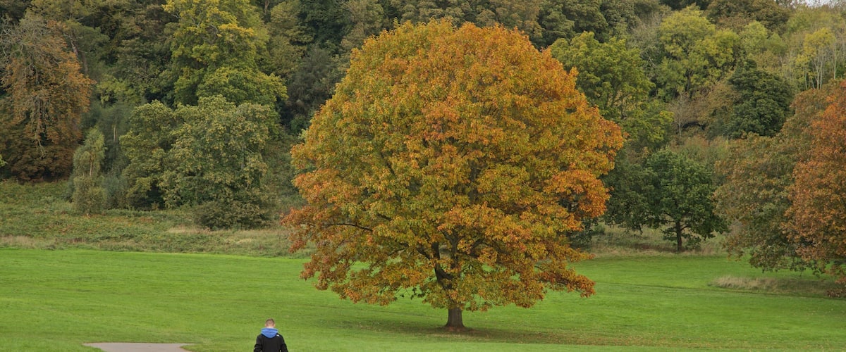 Ashton Court Mansion mostrando um jardim, escalada ou caminhada e animais fofos ou amigáveis