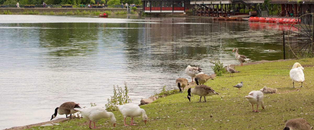 Roath Park johon kuuluu söpöt tai ystävälliset eläimet, järvi tai vesikuoppa ja puisto