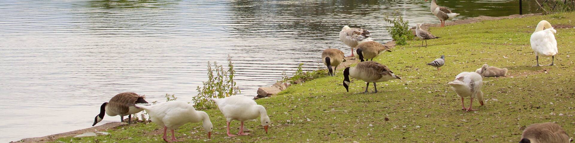 Roath Park featuring a lake or waterhole, bird life and cuddly or friendly animals