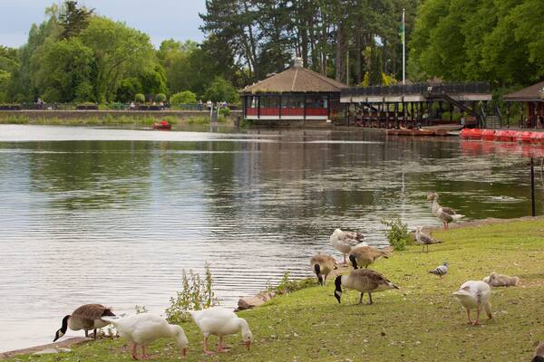 Roath Park featuring a lake or waterhole, bird life and cuddly or friendly animals