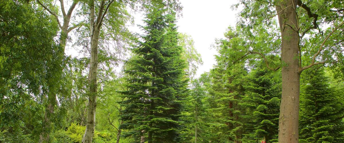 Roath 公園 设有 花園