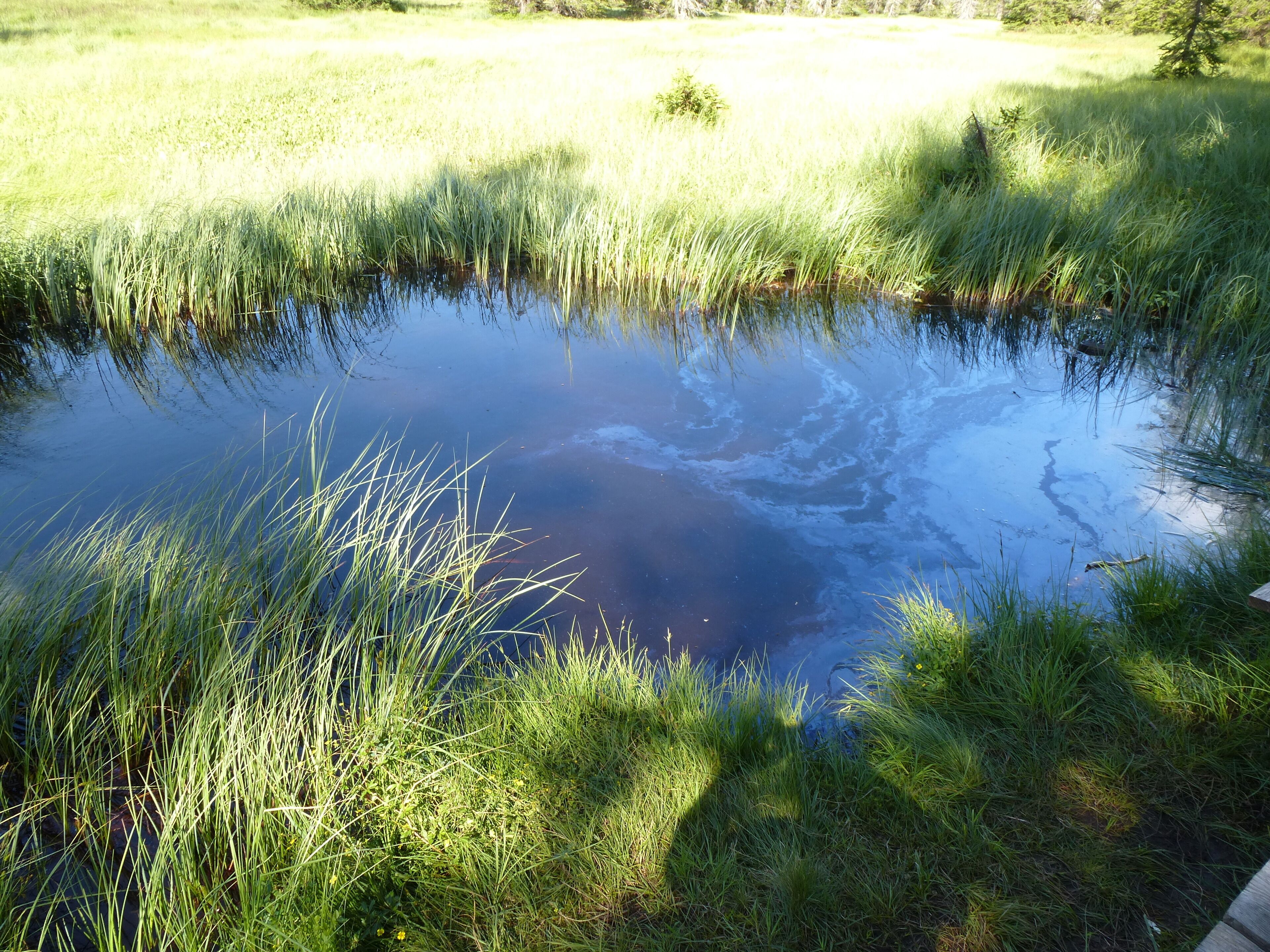 les tourbieres aux saisies