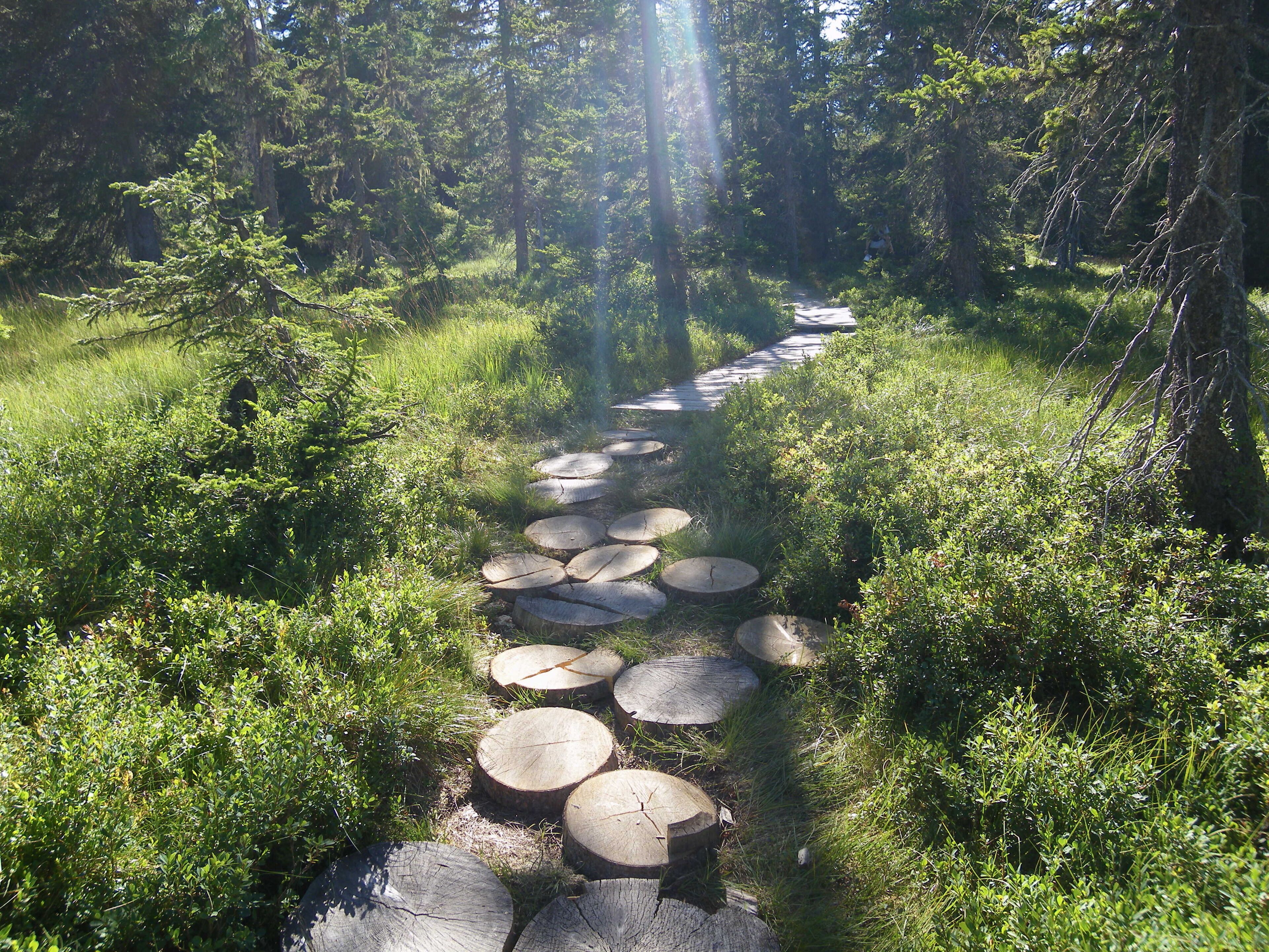 le sentier des tourbieres aux saisies
