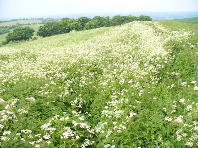 On Fox Hill Wiltshire downland scene. Many field edges here are left to be "beetle banks".