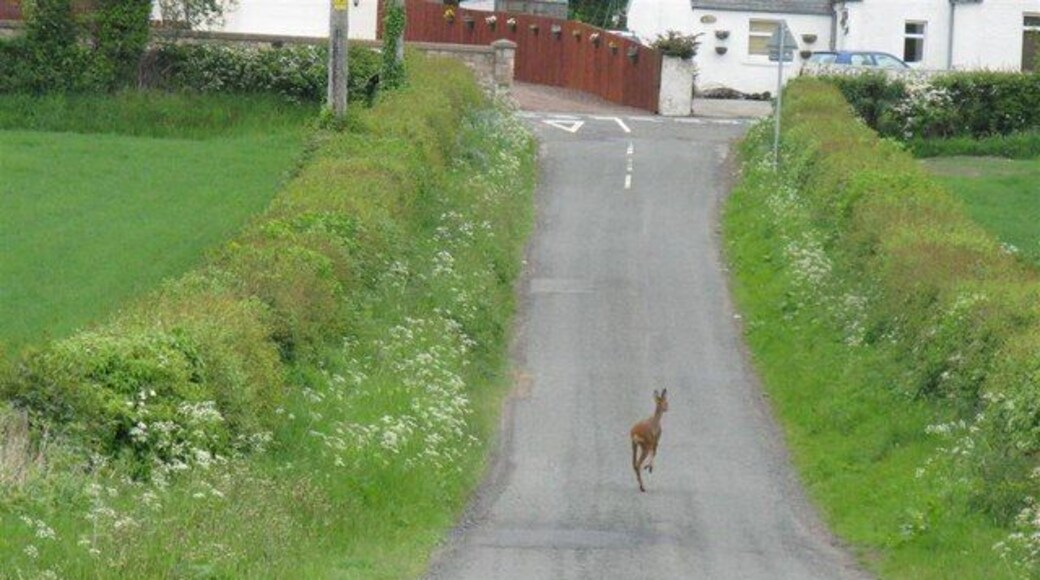 Roe Deer at Arniston The deer had just crossed the barley field to the left, and after heading away turned back and went into the field on the right.