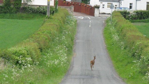 Roe Deer at Arniston The deer had just crossed the barley field to the left, and after heading away turned back and went into the field on the right.