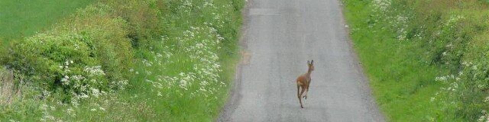 Roe Deer at Arniston The deer had just crossed the barley field to the left, and after heading away turned back and went into the field on the right.