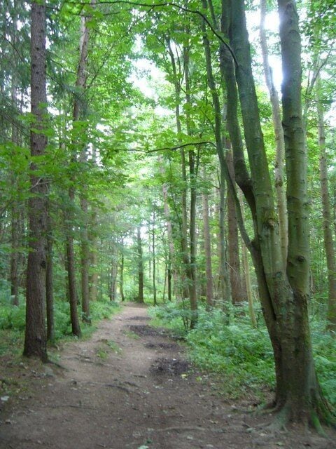 Un sendero en un bosque rodeado de árboles altos y abundante vegetación.
