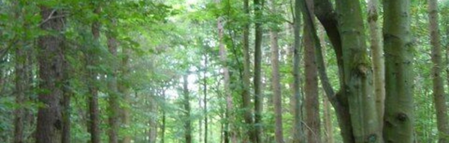 Un sendero en un bosque rodeado de árboles altos y abundante vegetación.